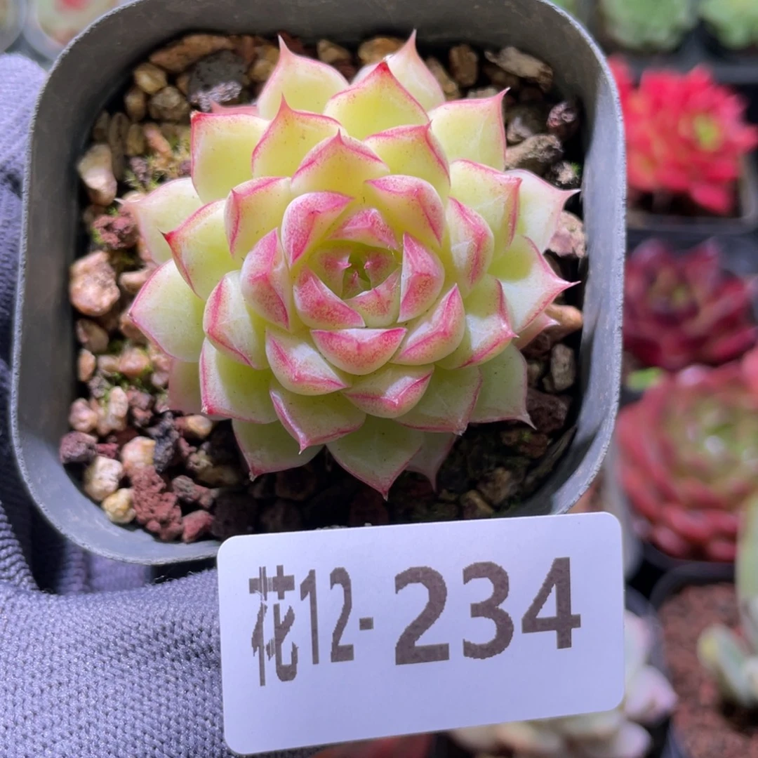 花利美12-234女王