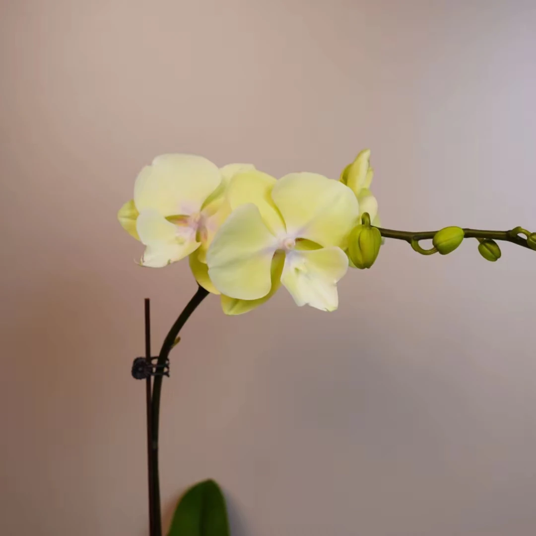 明兰花卉 蝴蝶兰【柠檬】3.0寸  双 带花带花苞开花株发货