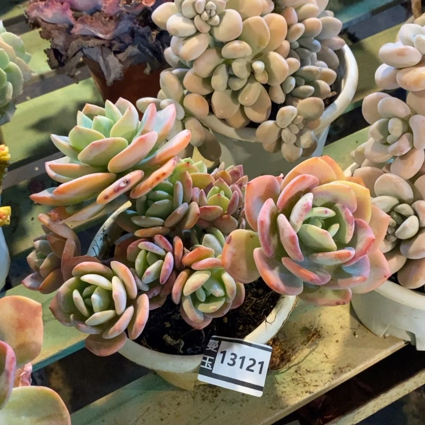 【闪购商品】白月光13121