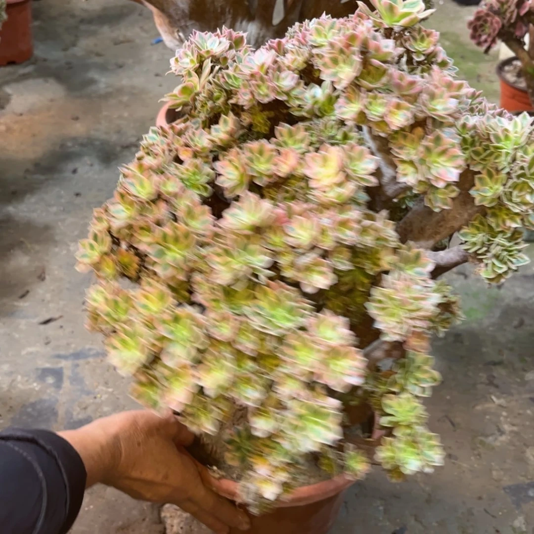 精品法师一物一拍