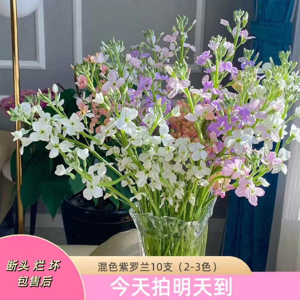 云影精选【单瓣紫罗兰2-3个色】云南鲜花批发次日达