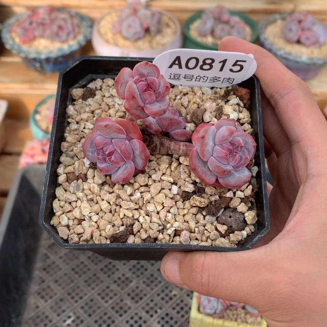 爱***盆A0815 特价突尼斯 有砍7.5cm