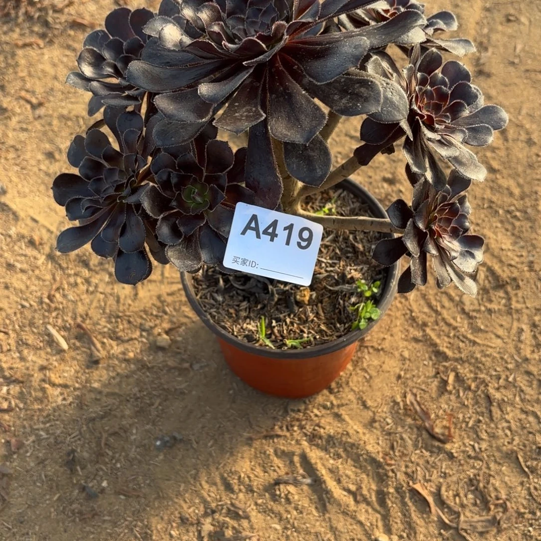 l***i魔法师多肉断枝不包419