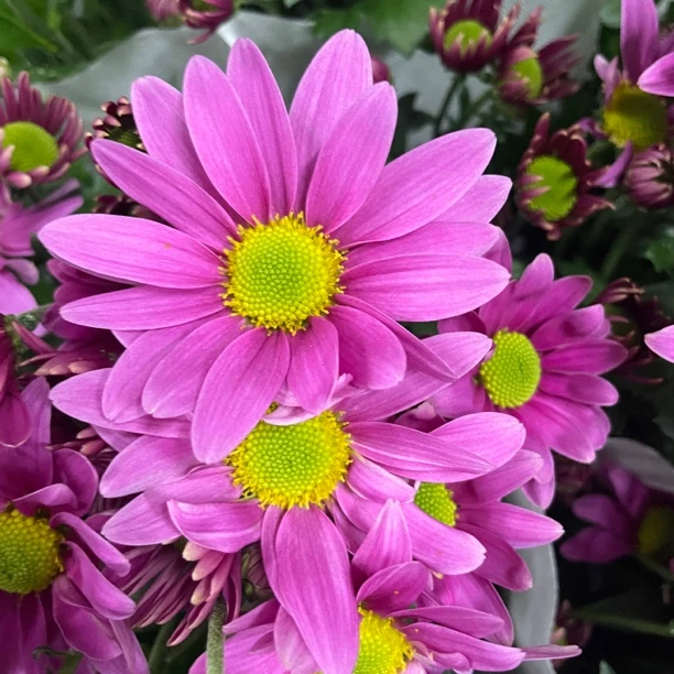 赛诺菲 荷兰菊 爆花 花期长花量大 庭院阳台易养护 耐寒耐热