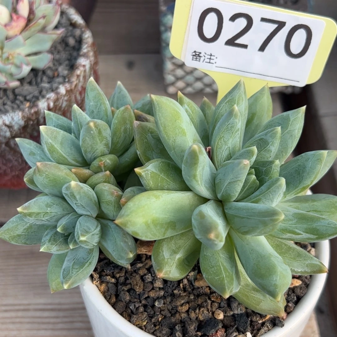 重楼自然群的植物