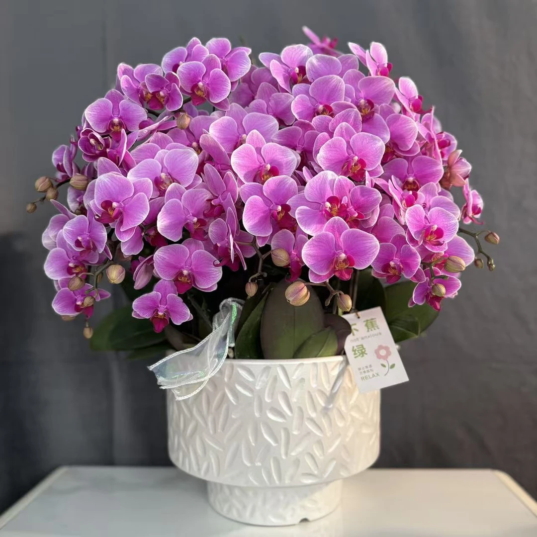 蝴蝶兰《紫霞仙子》紫色系大红大紫红红火火  客厅 美观