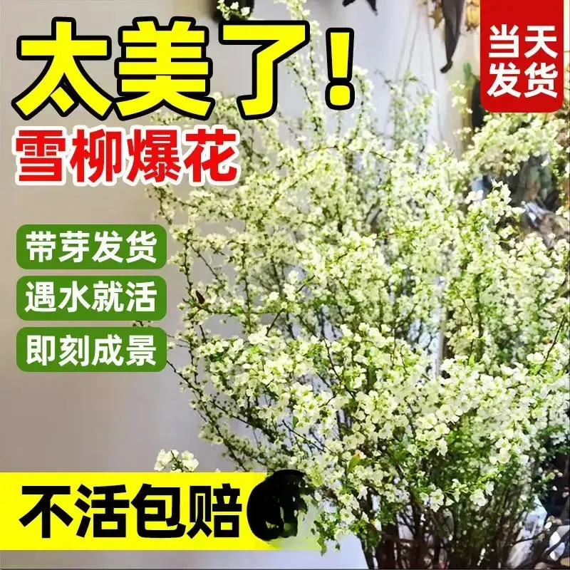 【带芽点SSS级】年宵花耐寒水养雪柳鲜枝遇水插花开花水培绿植干枝