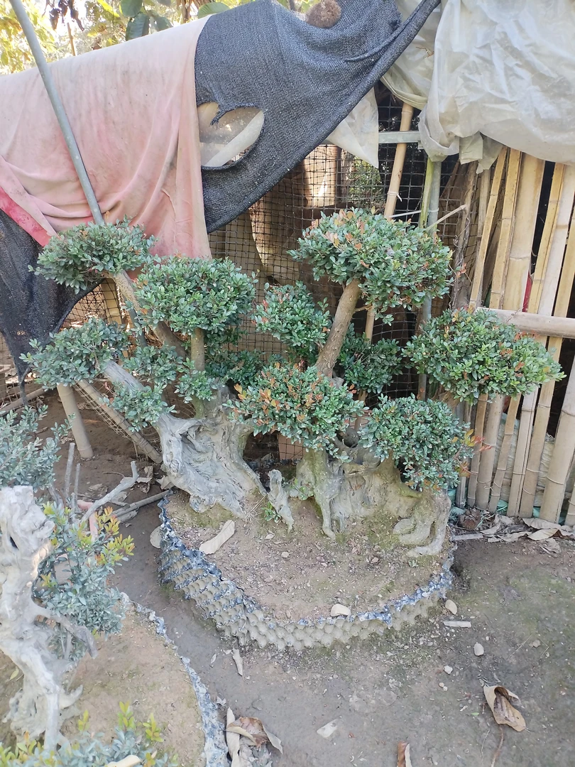 盆景素材，精品绿植