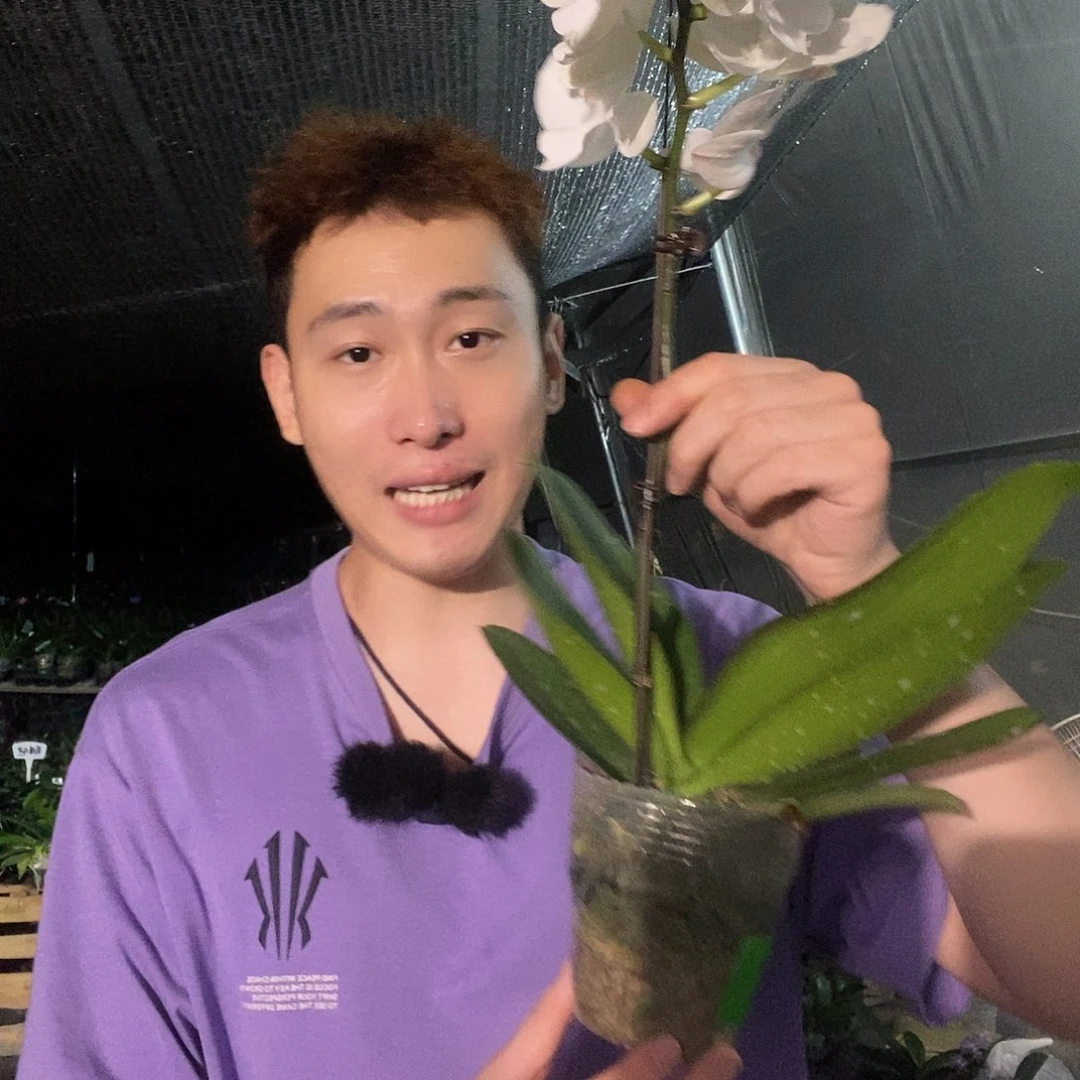 无花朵绿野仙踪蝴蝶兰