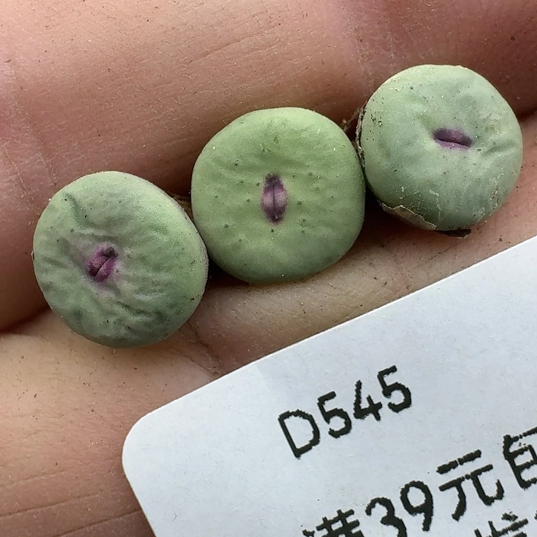 545多肉哈哈哈哈哈哈