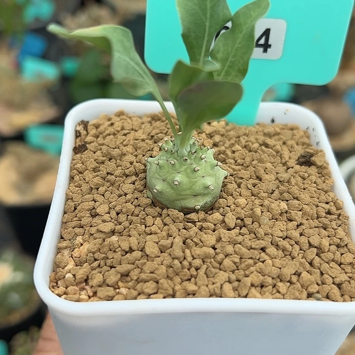 杨玉大戟多肉植物