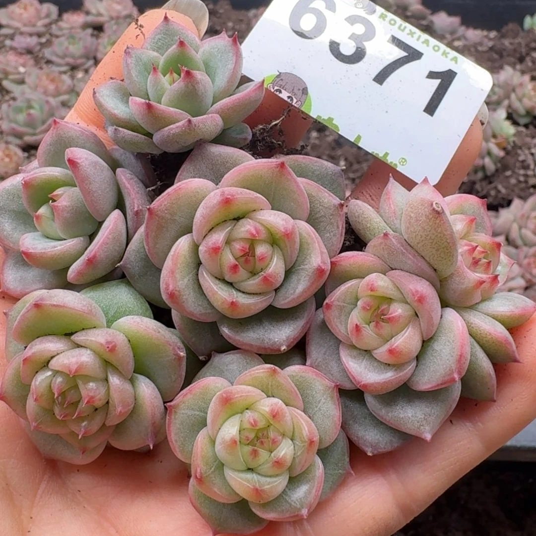 多肉植物多肉植物