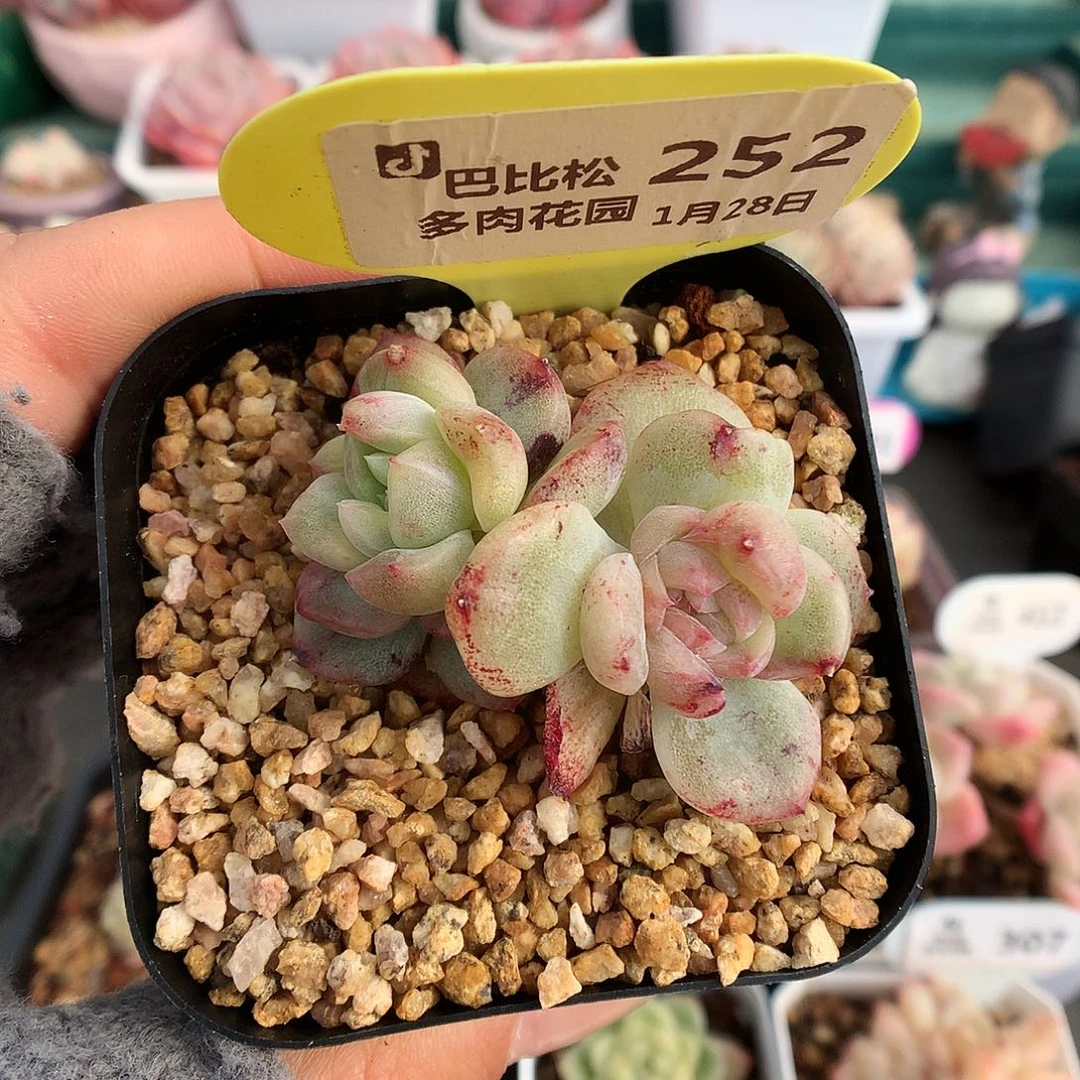 252双头珍妮石化多肉植物