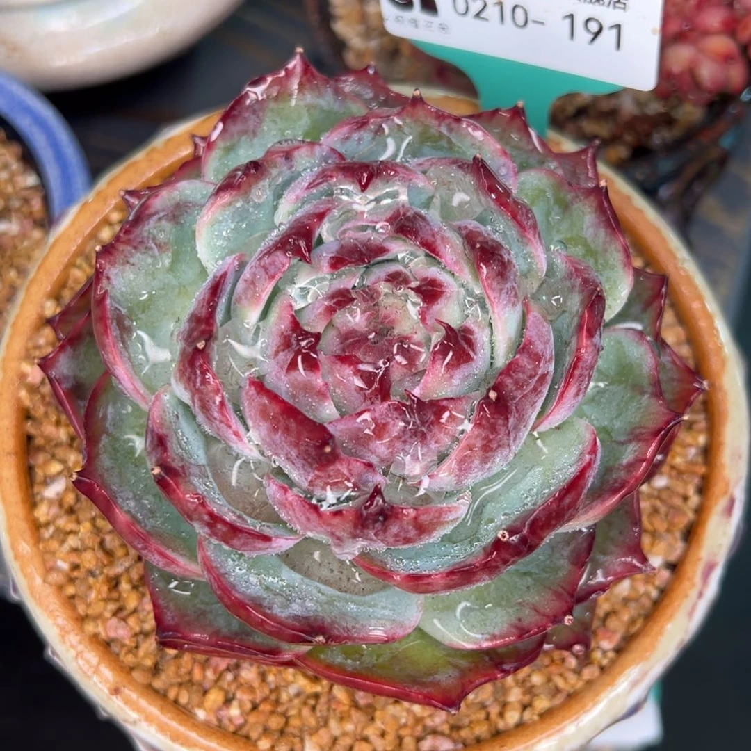 从前慢多肉精选编号0210.191