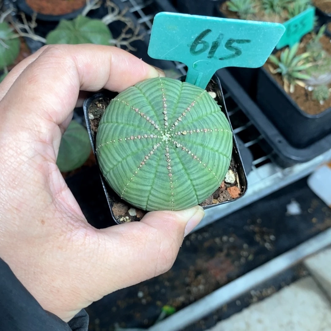 布紋球多肉植物一个