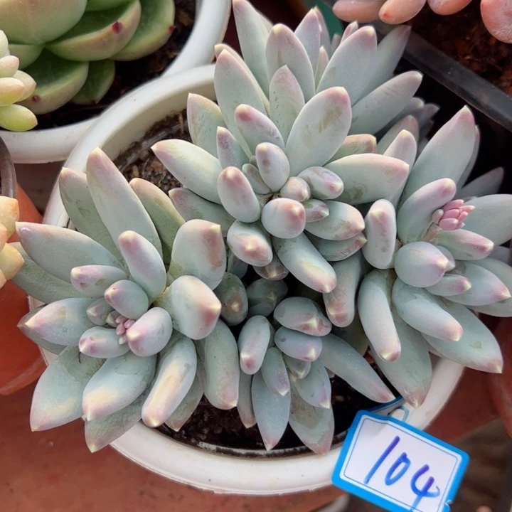 104松果美人平平安安健健康康