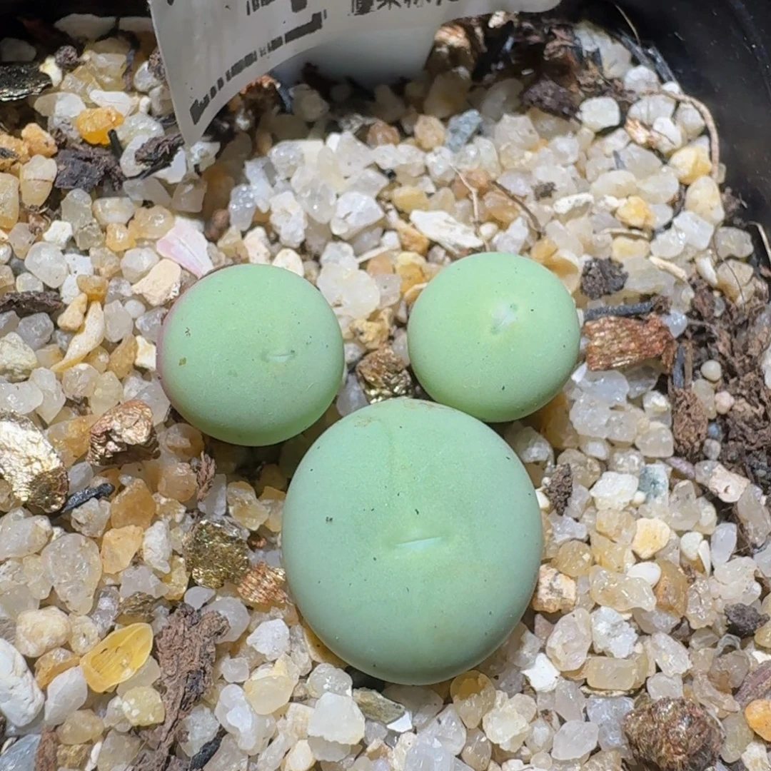 zzzzz精品生石花40