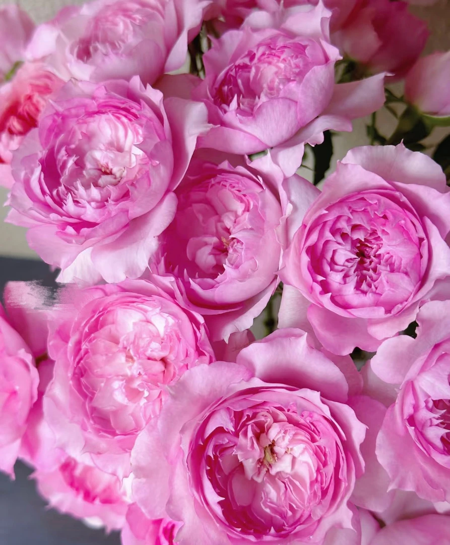 阿馥苑浓香多头大花【溶溶月】月季花苗