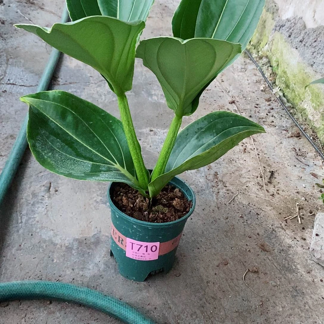 太****起木本花卉710