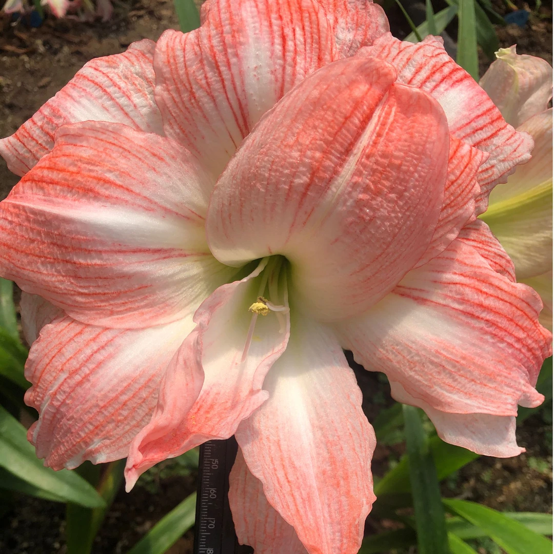 【超级黛丝】朱顶红裸根种球默认有花叶