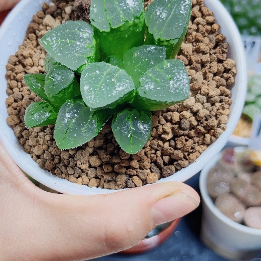 玻璃克多肉植物6666