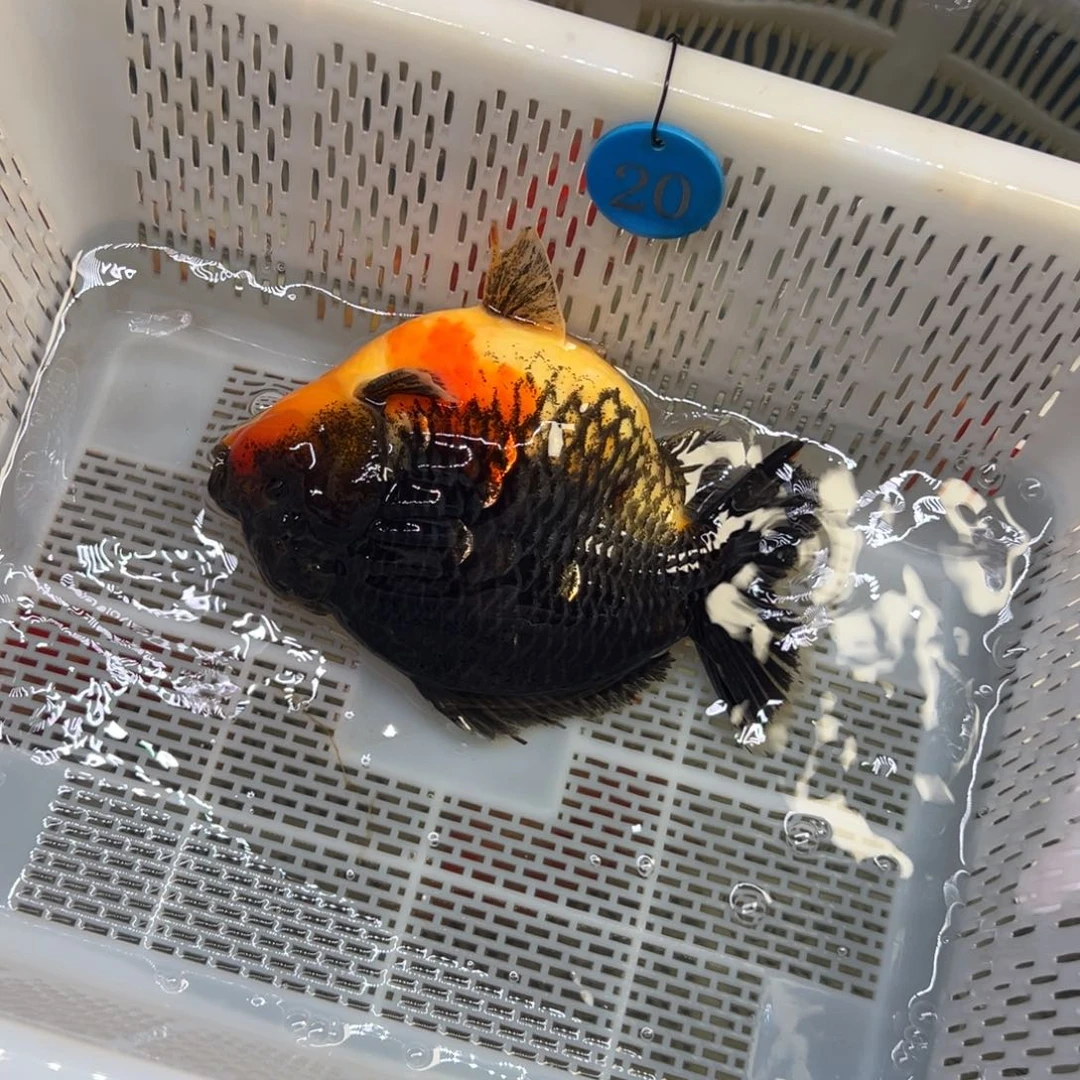 奎***儿金鱼你好吗我好想你