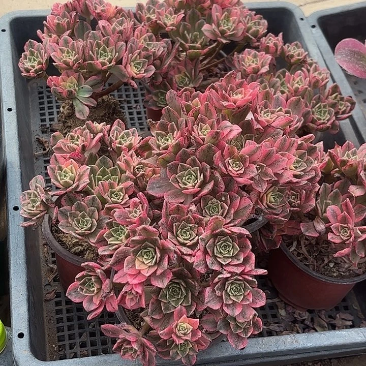 甜茶法师随机3颗一组发货