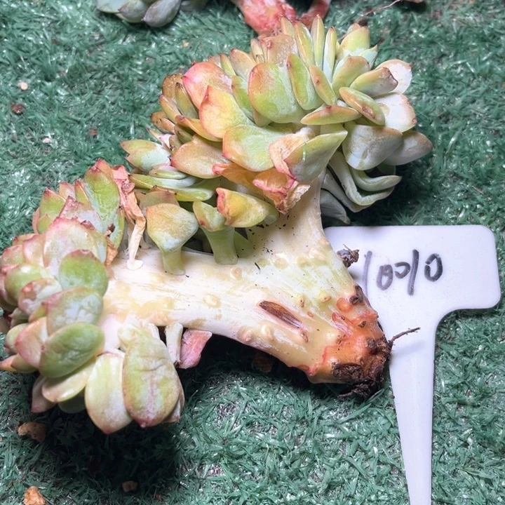 凤树100010号码牌子的