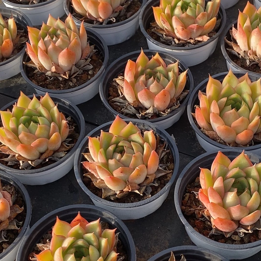 金汇园艺，88宝莲灯