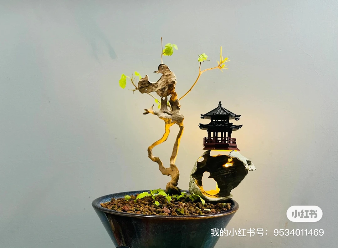 黄荆盆景素材一物一拍