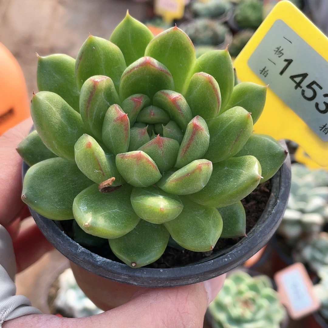 【闪购商品】无花朵1453