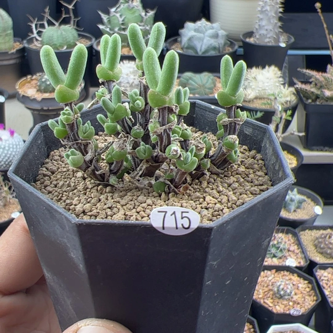 短耳朵小兔子一物一拍715