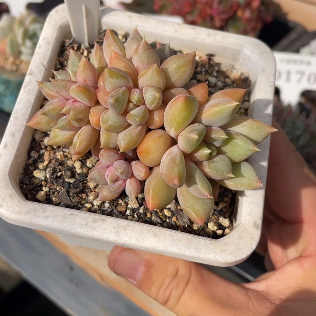 0115红象牙不带盆8厘米