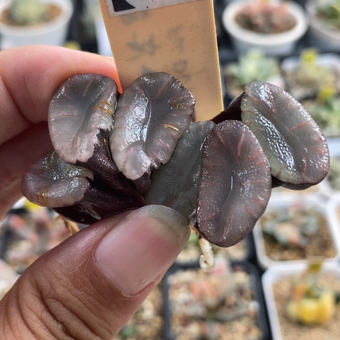 29红月亮巨大化裸根