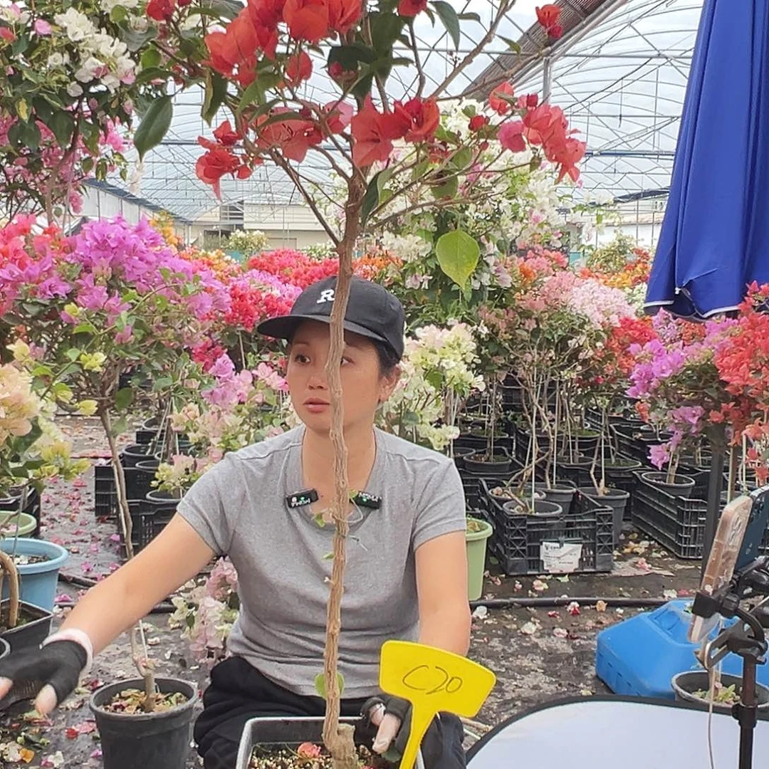 J****大部分花苞少量开放C20不甜