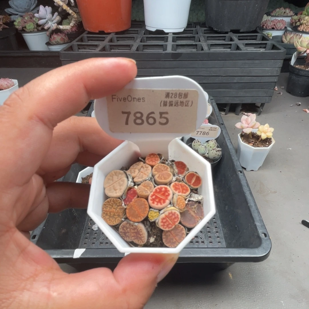 7865生石花3.5厘米