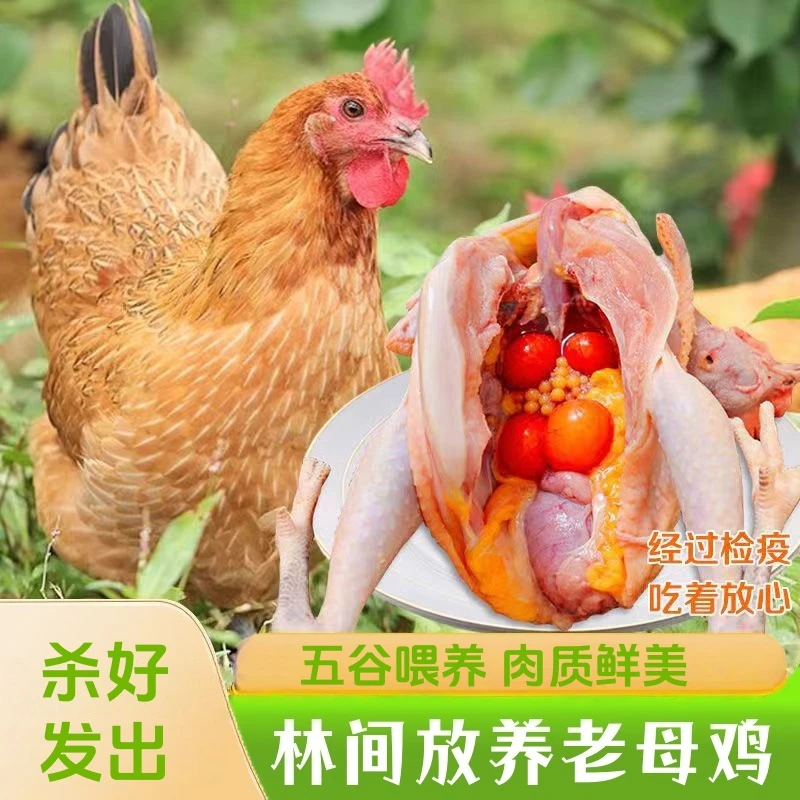 【大红】买3送1 共4只黄油老母鸡 净重11-12斤 带内脏 支持试吃