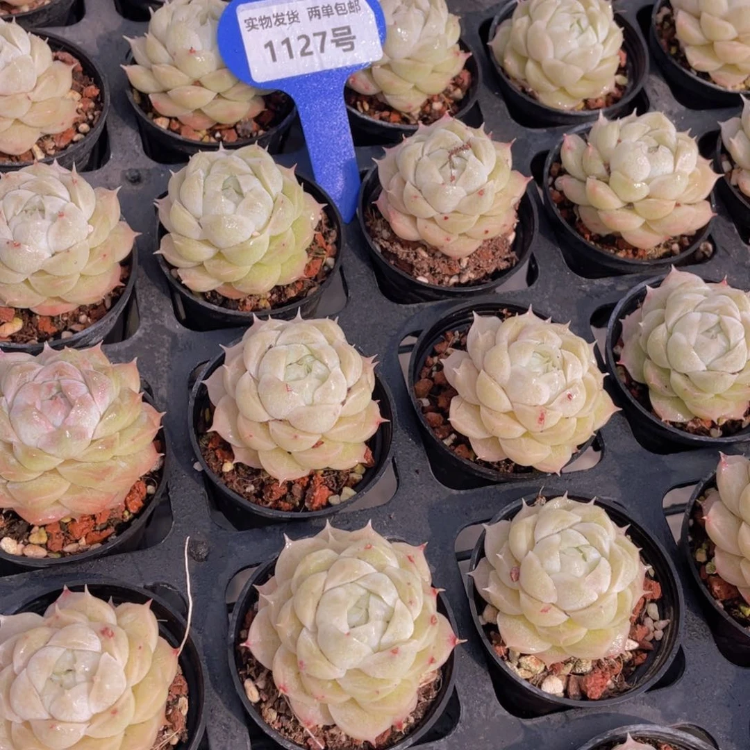 1127号珍妮白麦秆单头两个