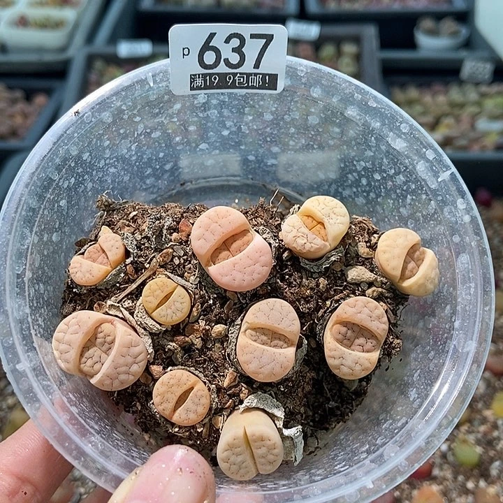 大舅生石生石637