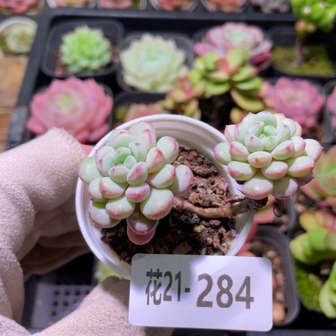 花利美21-284珍珠豆