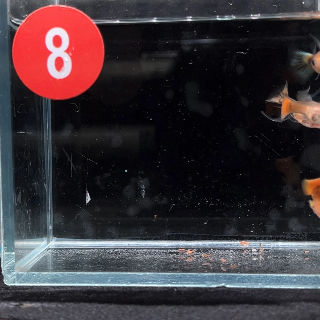 孔雀鱼黄金短C玻璃猫2对