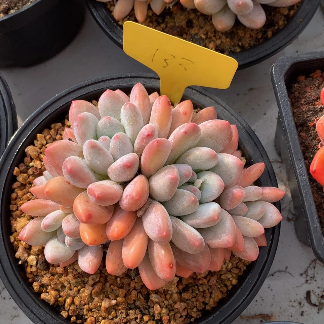 香水群52626266682727272