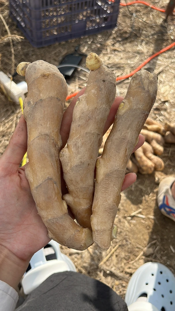 单支大块水洗姜不熏硫磺不泡药