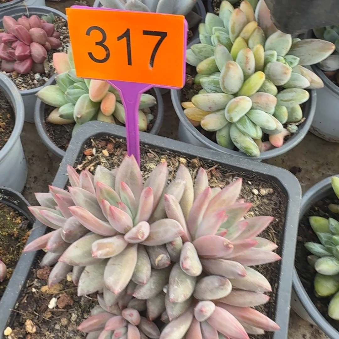 多肉植物五头多肉317