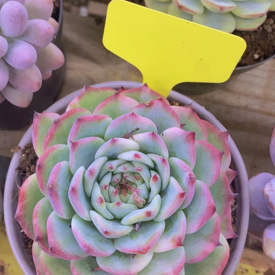 开心多肉，一物一拍