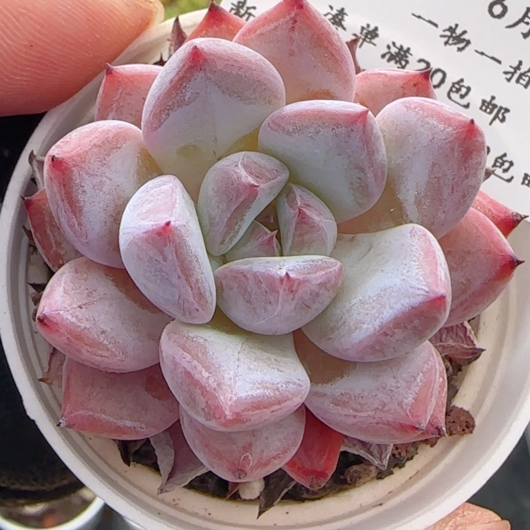 0615-226福利福利