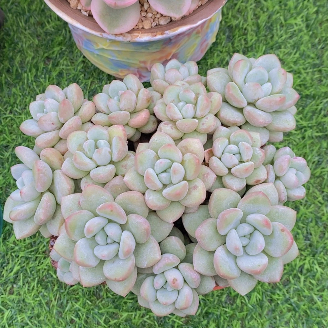 泡泡糖 一物一拍