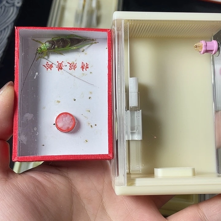 蟋蟀哈哈哈哈哈哈哈哈哈哈哈哈哈哈