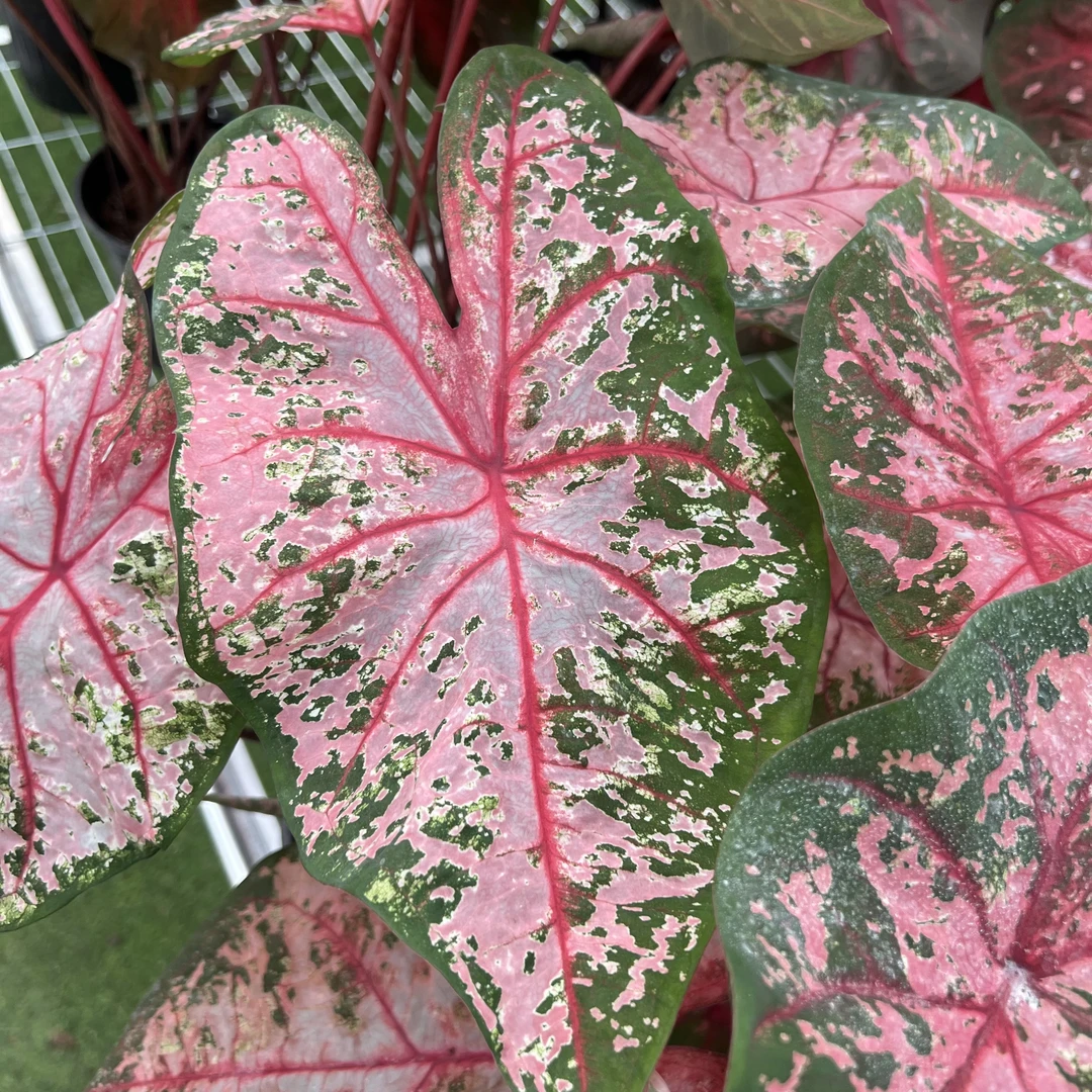 【卡洛琳】【无售后】彩叶芋大球锦化植物球根热植ins风客厅绿植