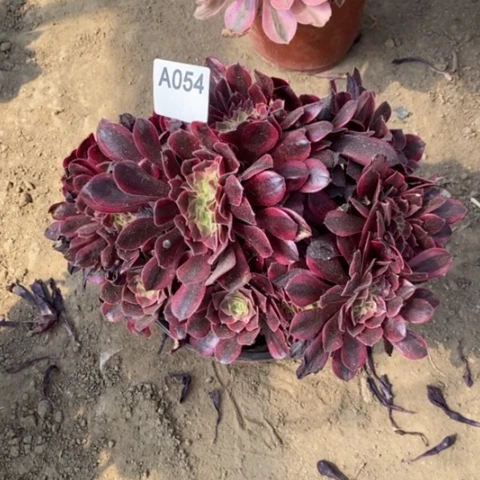 美杜莎缀一物一拍